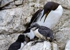 GUILLEMOT WITH CHICKS (2)  llj666@hotmail.co.uk